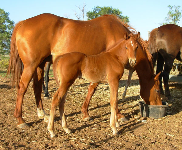Filly out of Snipalong (or Lonesome Dove)