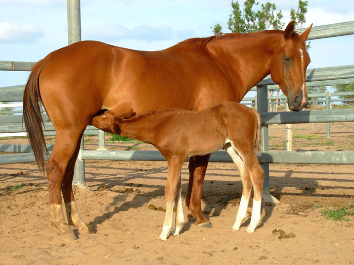 Cantaur Park Moonshine 2010 (4 yr old mare with OMD filly at foot)
